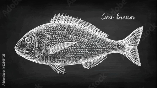 Chalk sketch of gilt-head sea bream fish. photo