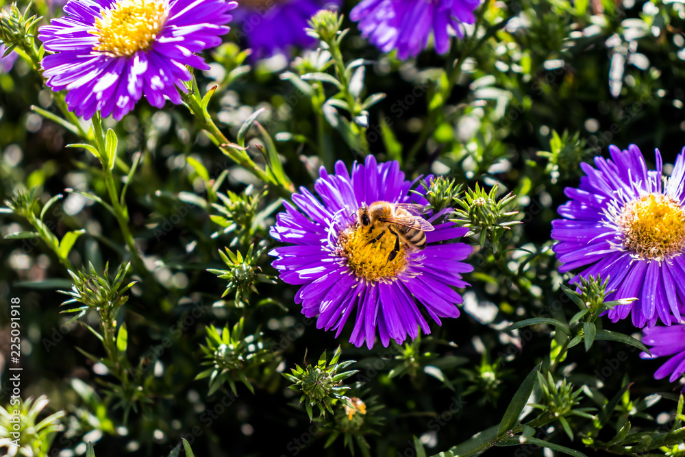 Obraz premium Die Biene und die Blume