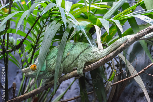 Green lizard Panther chameleon on a branch hiding from the rain.