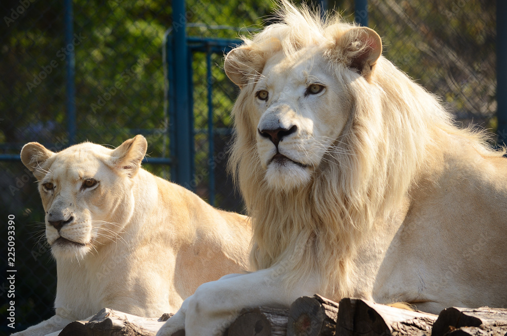 Fototapeta premium Biały lew i lwica w zoo