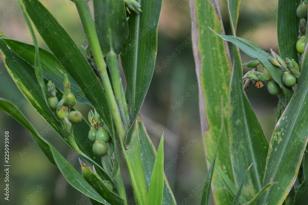 Obraz premium Coix lacryma-jobi