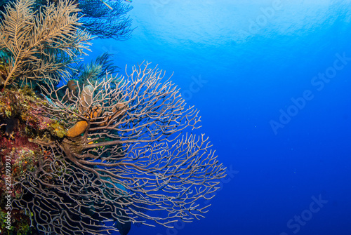 Gorgonian sea fans reaching out into the water column. The reef was photographed in the warm tropical water of the Caribbean and shows vibrat underwater life