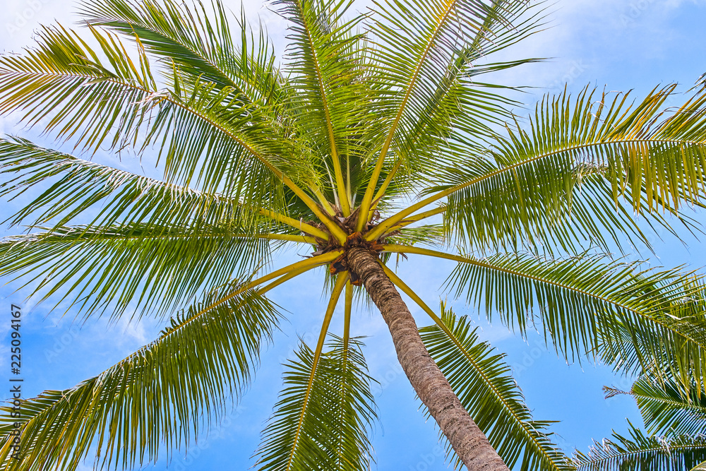 Fototapeta premium Palms on the blue sky
