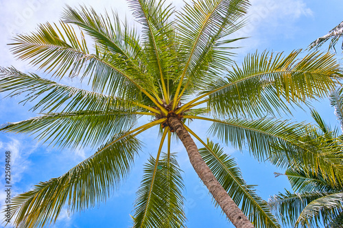 Palms on the blue sky