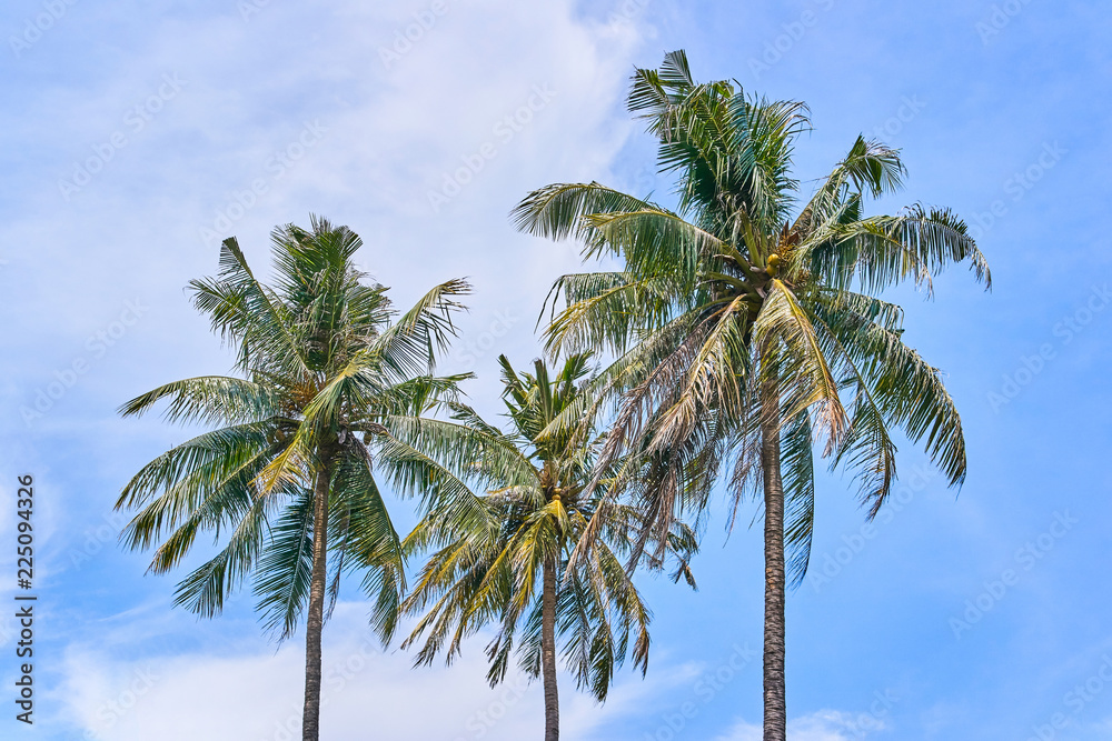 Palms on the blue sky