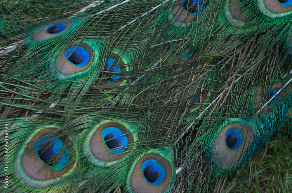 Fototapeta premium Many Peacock Feathers