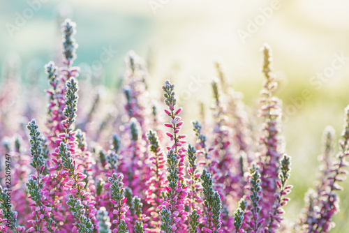 Heather frozen flowers. Bright natural cyan and yellow background