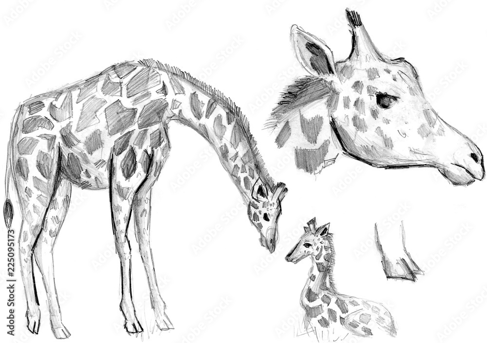 Pencil Sketch Of Giraffe And It's Baby In The Jungle - Desi Painters