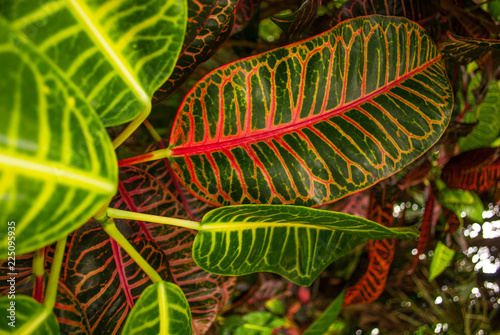Fotografía Lush tropical plant life that is found in hot jungle areas
