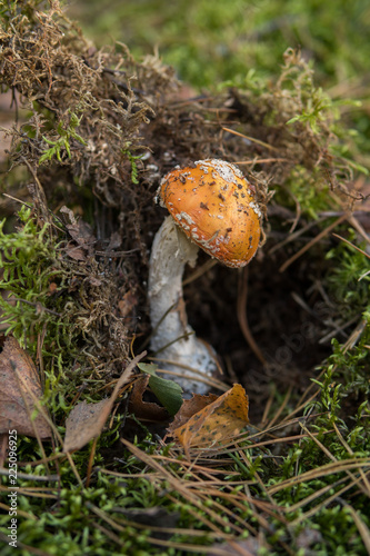 amanita toxic mushroom growing on the ground
