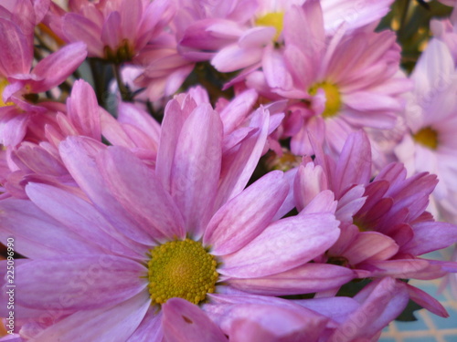 Close-up of pink Chrysanthemums flowers. Natural background. 