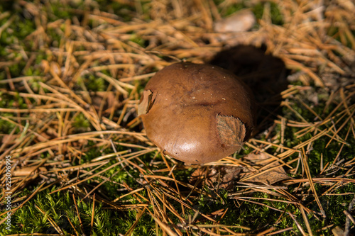 xerocomus growing on the ground