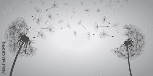 Abstract white dandelions, dandelion with flying seeds - vector