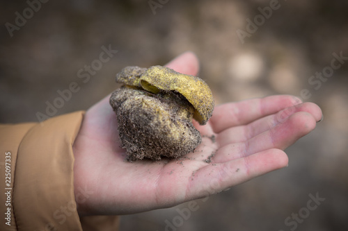 hand holding mushroom called Tricholoma equestre photo