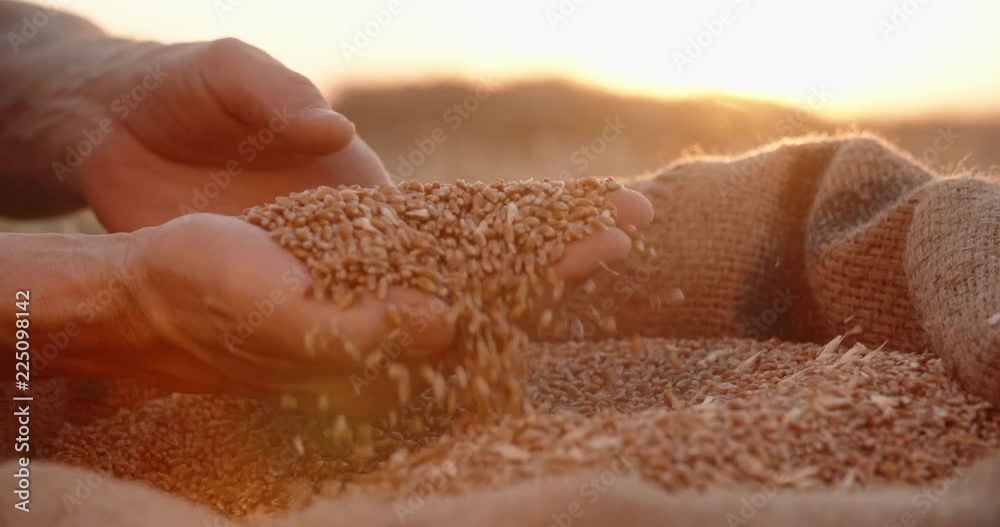 Farmer's hands sifting wheat grains in jute sack after good harvest. Closeup, lens flare, agriculture 4k