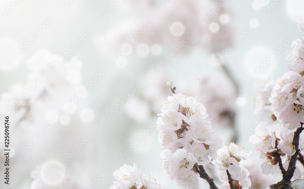 Apricot blooming in the garden. Beautiful spring seasonal background with vintage filter effect. Apricot blooming in the garden. Beautiful spring seasonal background with vintage filter effect.