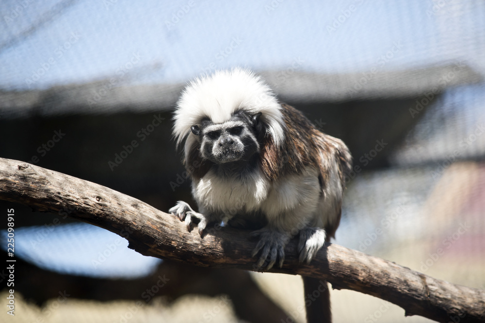 cotton top tamarin cotton top tamarin