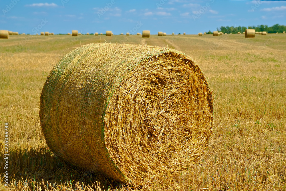 The roll of hay harvested for the winter stands on a sloping field.