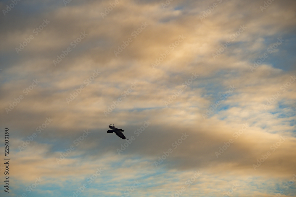 black crow birds flying in beautiful sky