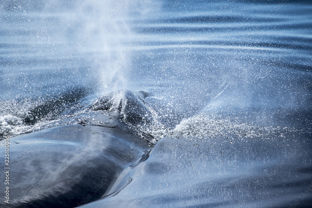 Naklejka premium Humpback whale 1