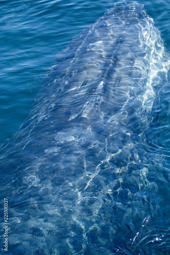 Humpback whale 2 © Jason