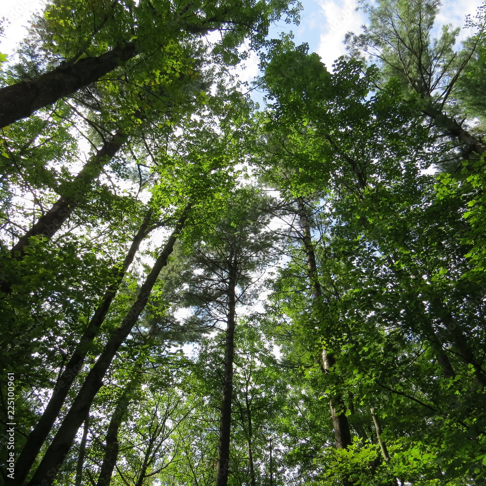 Forest Forest