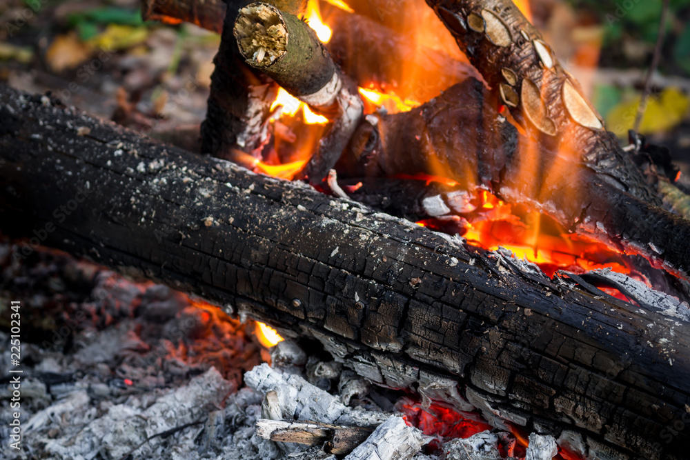 Campfire in the forest, close
Campfire in the forest, close