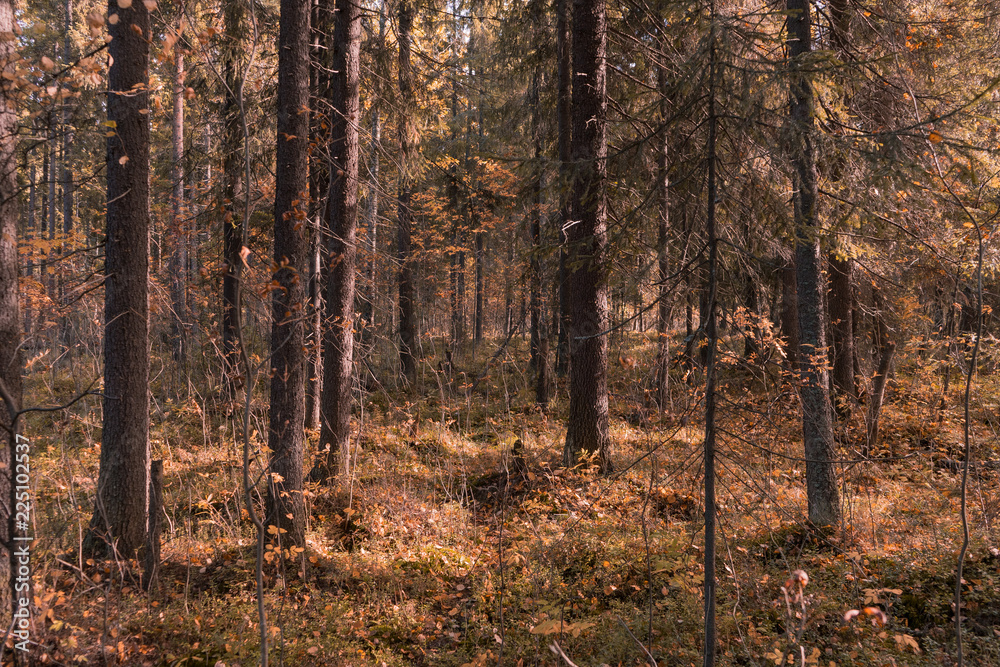 Fototapeta premium autumn forest