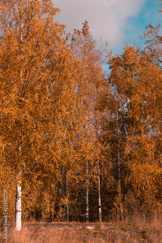 autumn birches