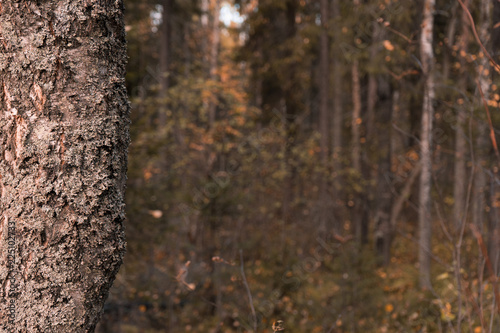autumn forest