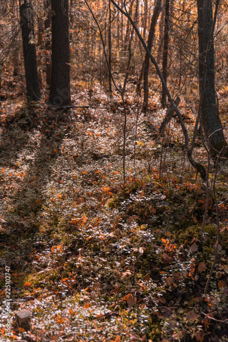 autumn forest