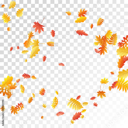 Oak, maple, wild ash rowan leaves vector, autumn foliage on transparent background.