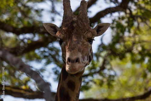 Fototapeta Naklejka Na Ścianę i Meble -  A Giraffe Portrait