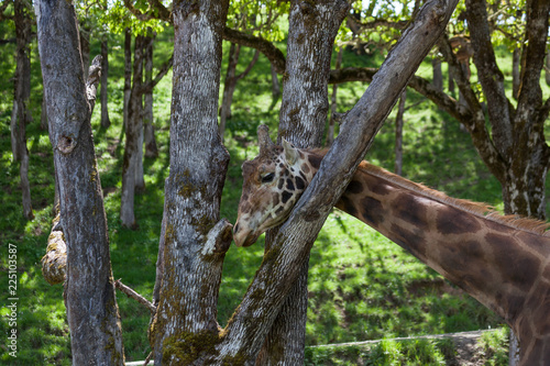 Giraffe Scratching Its Neck © tamifreed