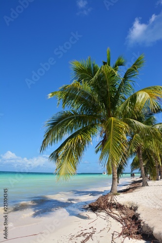 Cuba palm tree on the beach