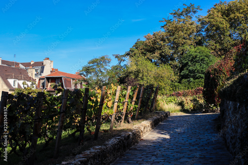 Fototapeta premium Vineyard of Montmartre in Paris