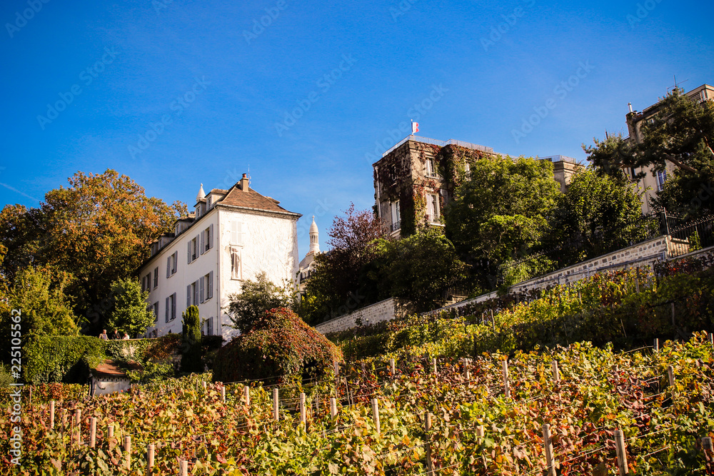 Vineyard in Montmartre Paris at fall with Sacre Coeur