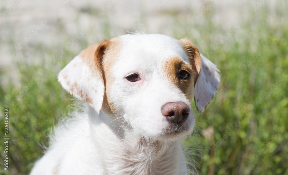 Jack Parson, chienne Jack Parson, chienne