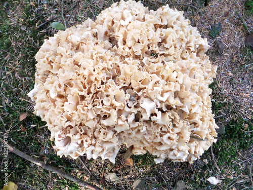 different species of mushroom scotland