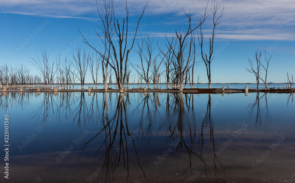 Arvores no lago Epecuen - Argentina