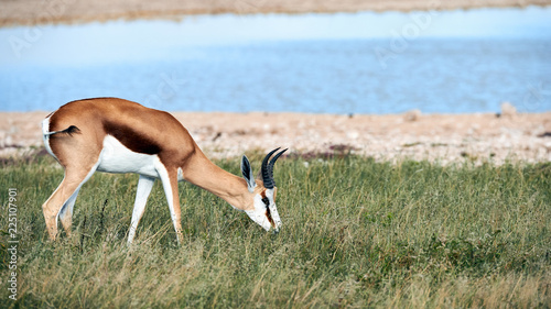 Springbok (Antidorcas marsupialis) grazing in the savannah © lucaar