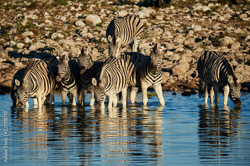 Burchell s zebras  Equus quagga burchellii  drink at a waterhole