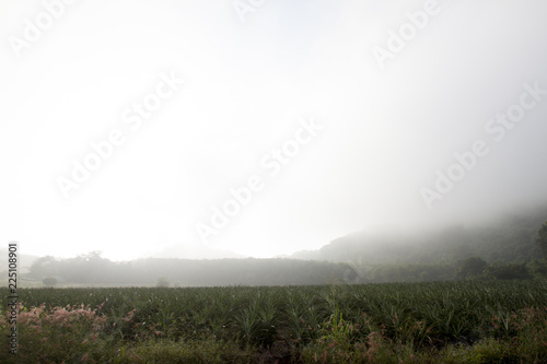 Landscape nature of Pineapple farm in the mountains with fog in the morning at Khao Phu Don Rayong Thailand.