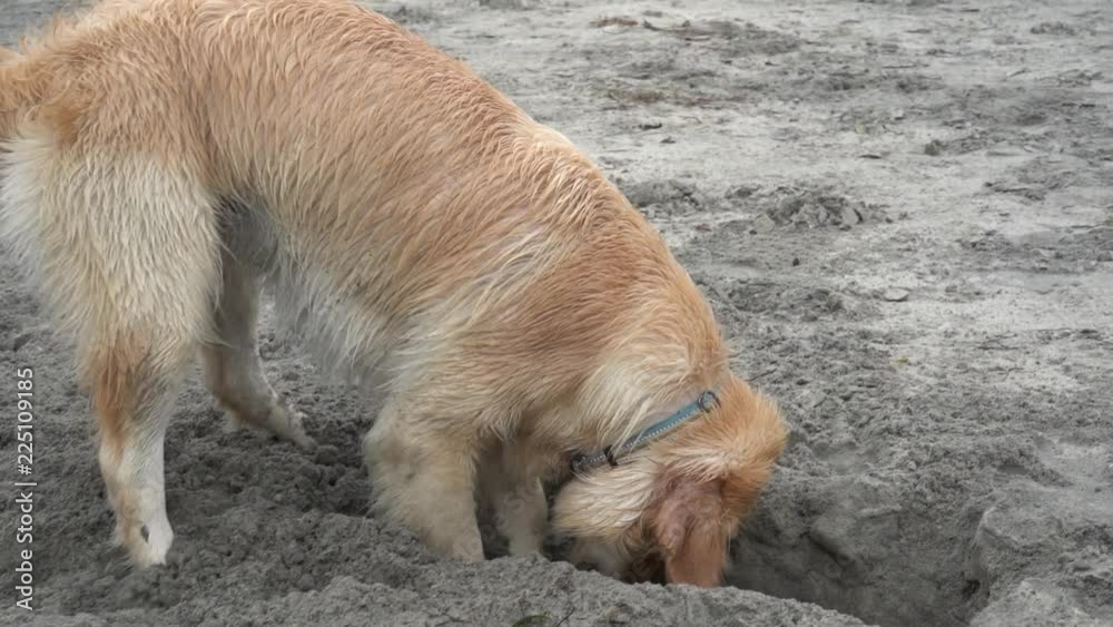 Golden Retriever digging a hole sandy beach ocean Golden Retriever digging a hole sandy beach ocean