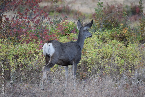 Cautious White Tail Deer 