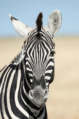 Vertical portrait of a zebra.