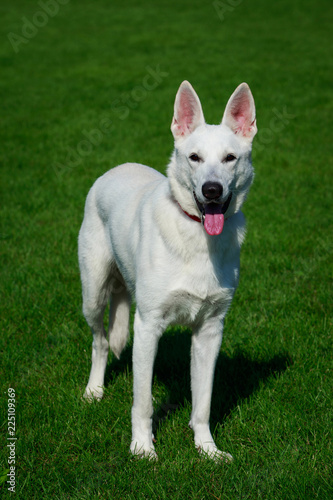 White swiss shepherd dog