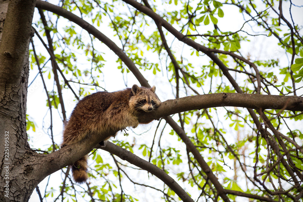 A raccoon relaxes on a tree in Toronto, the raccoon capital of the world