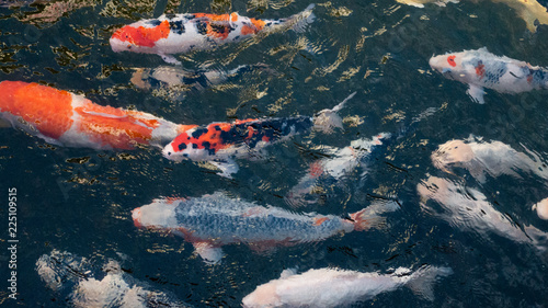 群れで泳いでいる鯉