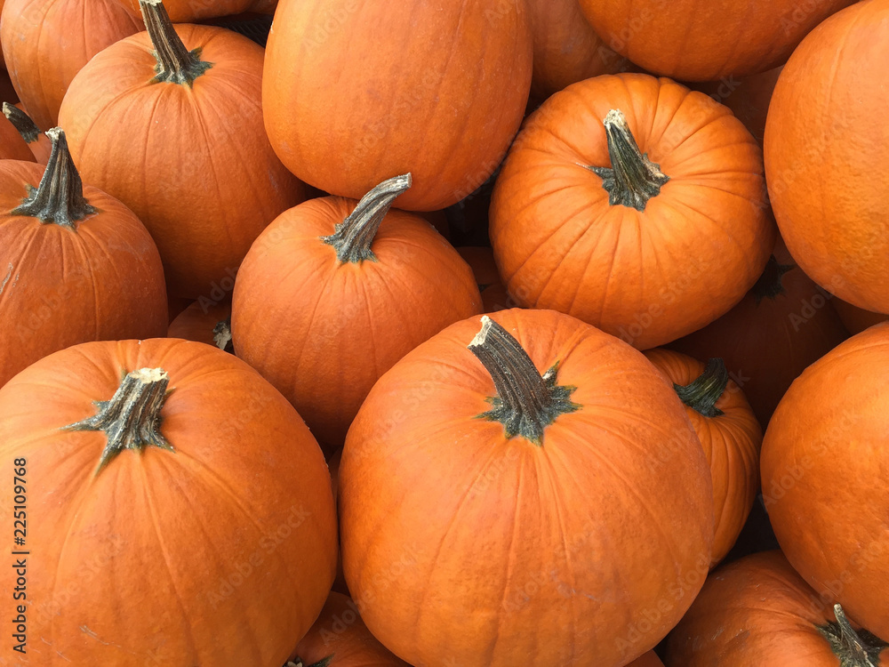 Recently harvested orange pumpkins in a random pile Recently harvested orange pumpkins in a random pile